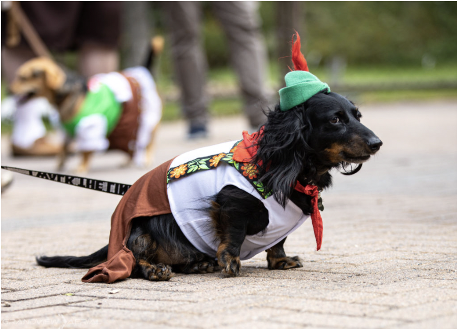 Dachshund dressed in traditional German outfit