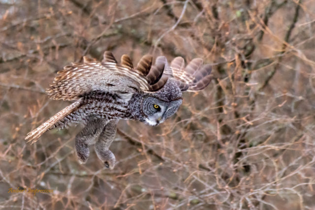 Great Grey Owl flying down dramatically in bare tree branches